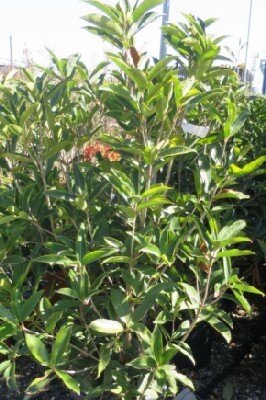 OSMANTHUS armatus