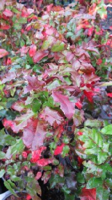 MAHONIA aquifolium - image 2