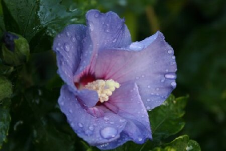 HIBISCUS syriacus 'Marina'