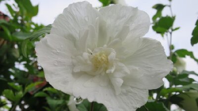 HIBISCUS syriacus 'White Chiffon'
