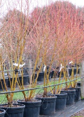 SALIX viminalis - image 1
