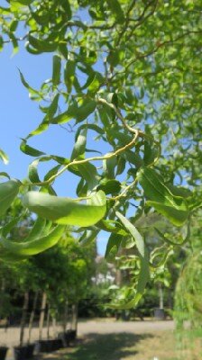 SALIX babylonica 'Tortuosa'