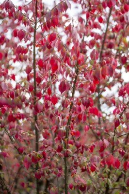 EUONYMUS alatus 'Compactus' - image 1