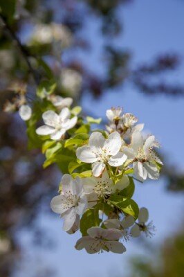 MALUS 'Butterball'