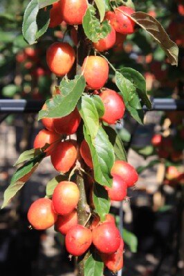 MALUS 'John Downie' - image 3