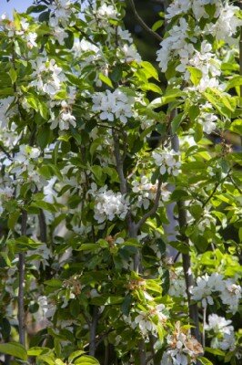 MALUS 'John Downie' - image 3