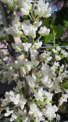 CERCIS canadensis 'Royal White' - image 3
