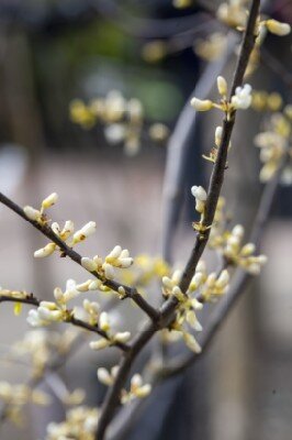 CERCIS canadensis 'Royal White' - image 2