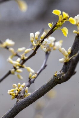 CERCIS canadensis 'Royal White' - image 3