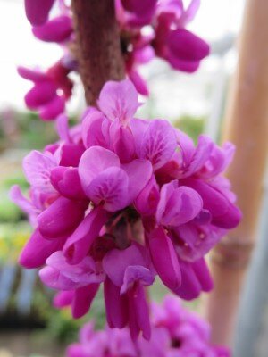 CERCIS chinensis 'Avondale'