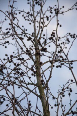 LIQUIDAMBAR styraciflua 'Worplesdon' - image 2