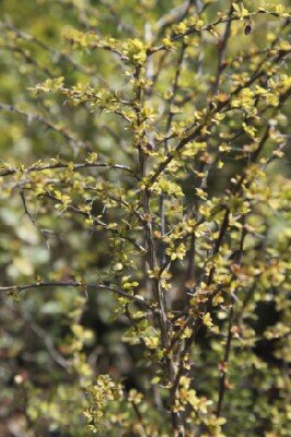 BERBERIS thunbergii