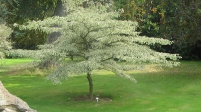 CORNUS controversa 'Variegata'
