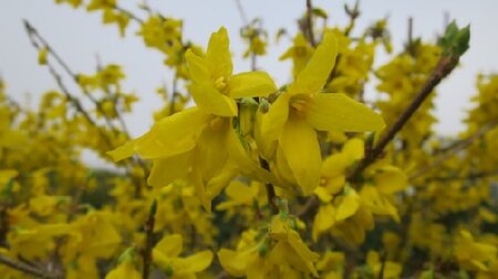 FORSYTHIA x intermedia 'Lynwood' - image 1