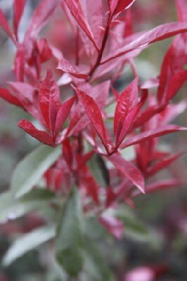 PHOTINIA x fraseri 'Carre Rouge' - image 2