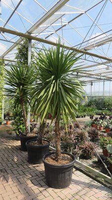 CORDYLINE australis