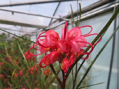 GREVILLEA johnsonii - image 1