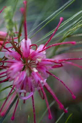 GREVILLEA johnsonii - image 2
