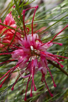 GREVILLEA johnsonii - image 3