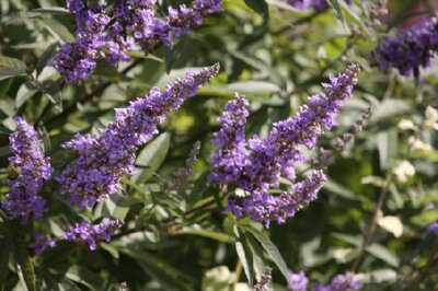 VITEX 'Summertime Vibes'