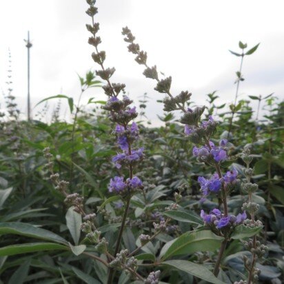 VITEX 'Summertime Vibes' - image 2
