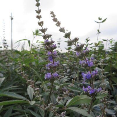 VITEX 'Summertime Vibes' - image 2