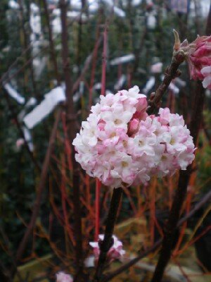 VIBURNUM x bodnantense 'Charles Lamont' - image 4