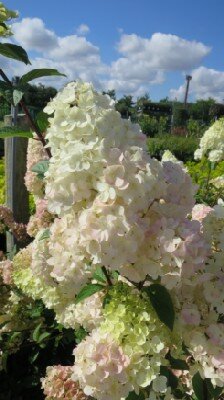 HYDRANGEA paniculata 'Sundae Fraise'