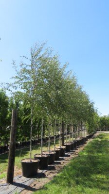 BETULA pendula 'Zwisters Glorie'