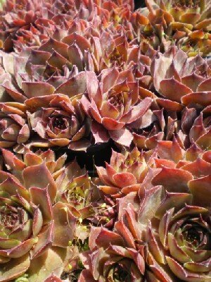 SEMPERVIVUM