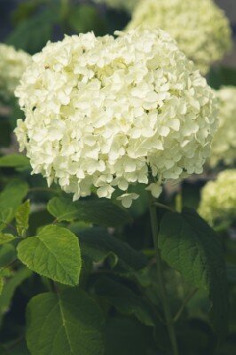 HYDRANGEA arborescens 'Annabelle'
