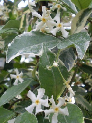TRACHELOSPERMUM jasminoides 'Variegatum'