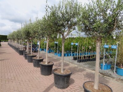 OLEA europaea - image 2