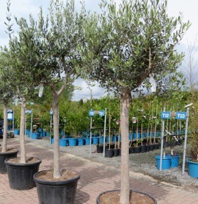 OLEA europaea - image 2