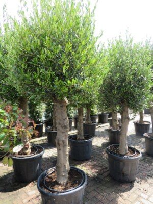 OLEA europaea
