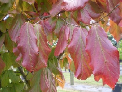 PARROTIA persica 'Vanessa' - image 2