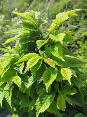 ULMUS x hollandica 'Jacqueline Hillier' - image 2