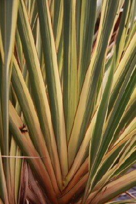 PHORMIUM tenax 'Variegatum'