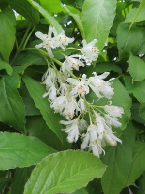 STAPHYLEA colchica
