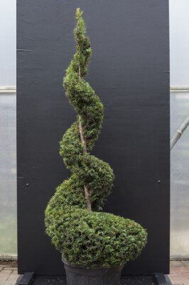 TAXUS baccata