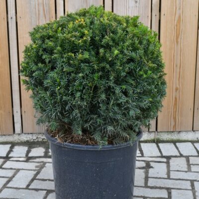 TAXUS x media 'Groenland