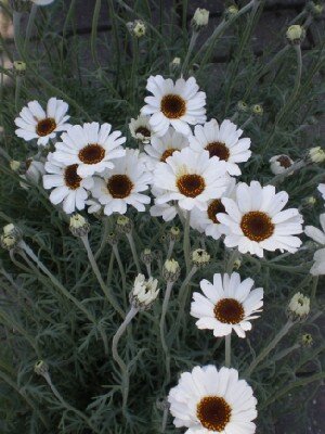 RHODANTHEMUM 'African Spring'
