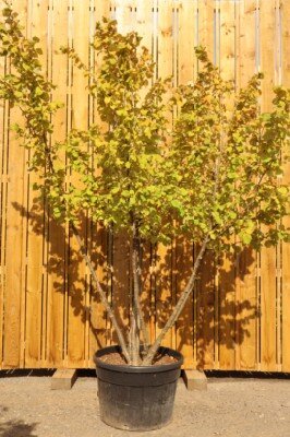 CORYLUS colurna - image 5