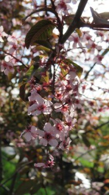 PRUNUS padus 'Colorata'