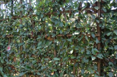 PHOTINIA x fraseri 'Red Robin'
