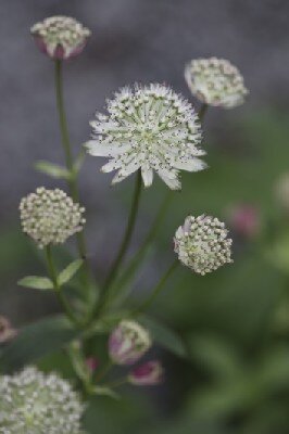 ASTRANTIA 'Star of Passion'