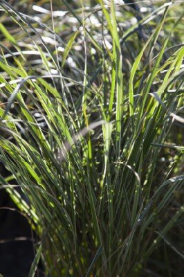 CALAMAGROSTIS x acutiflora 'Overdam' - image 1