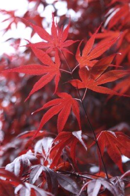ACER palmatum 'Atropurpureum'