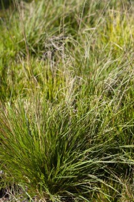 DESCHAMPSIA cespitosa 'Goldschleier' - image 1