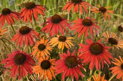 ECHINACEA 'Hot Summer'